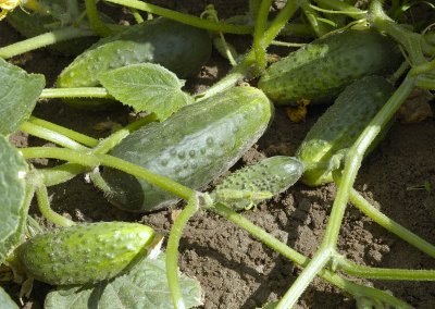 frilandsgurka Vorgebirgstrauben