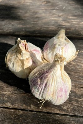 Ekologisk Vitlök Germidour