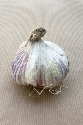 Ekologisk Vitlök Germidour