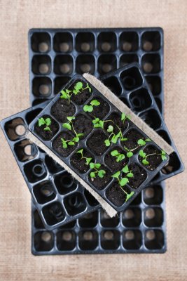 Charles Dowding pluggbrätten