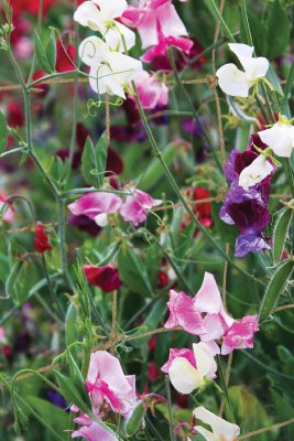 Kraftigt jutenät 120x180cm