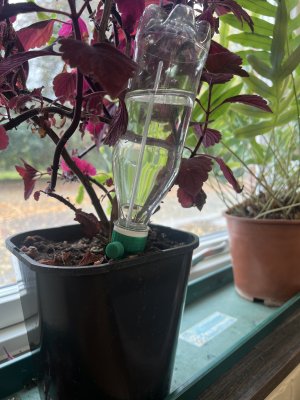 bevattningsspjut för kruka