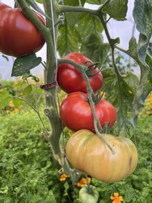 Bifftomat Brandywine