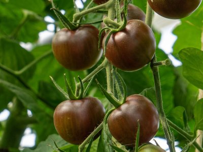 Black Cherry Tomat