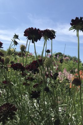 praktvädd black knight