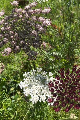 blomstermorot purple kisses