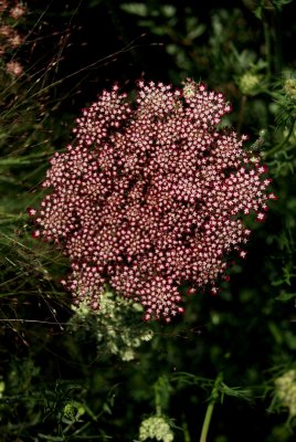 blomstermorot purple kisses