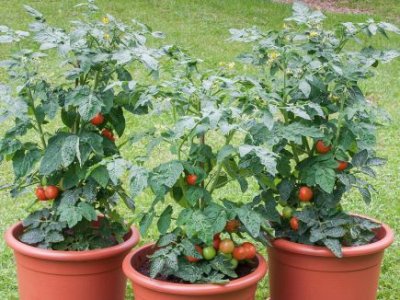 bogus fruchta kruktomat