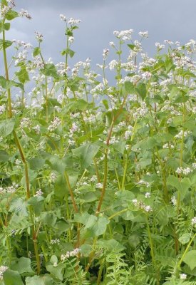 Sibirisk Bovete, ekologiskt frö