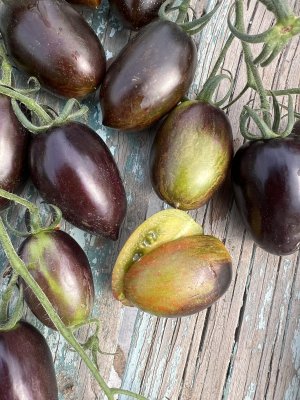 Brad's atomic Grape Tomat