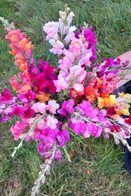 lejongap butterfly mix