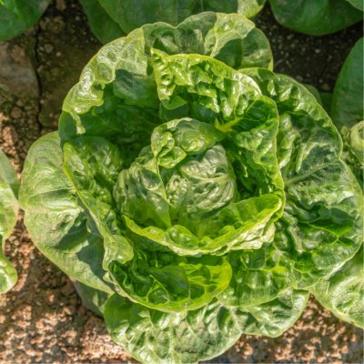 Romansallat Celistra