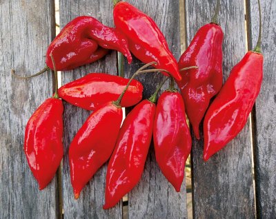 Habanero red