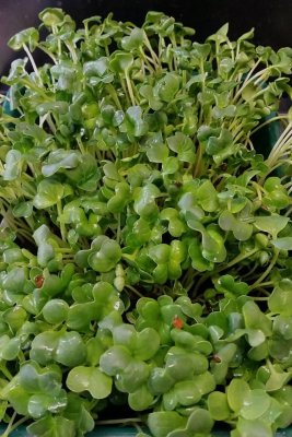 Daikonrättika mikrogrönt