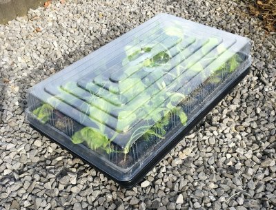 Transparent huv till Dänen-brätten, Cover 8