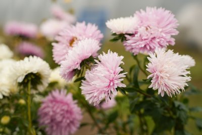 sommaraster the roses mixture