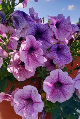 Petunia Easy Wave Plum Vein F.1