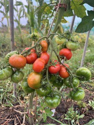 Flonda, demeter/ekofrö