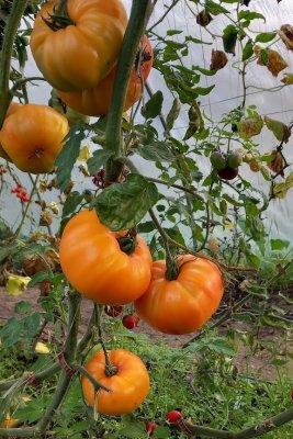 German gold bifftomat