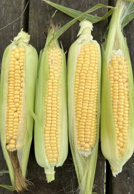 Sockermajs Golden rush