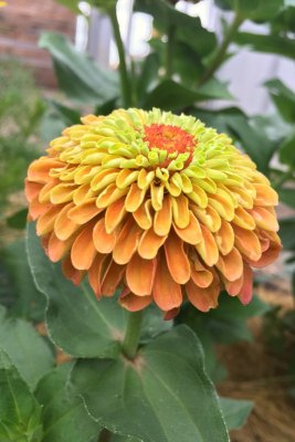 QUEENY LIME ORANGE zinnia