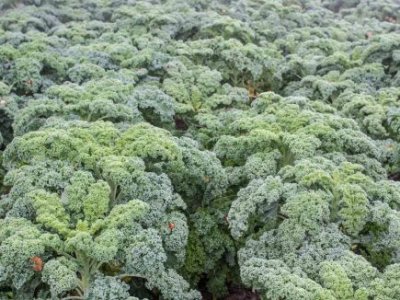 grönkål Halbhoher grüner Krauser