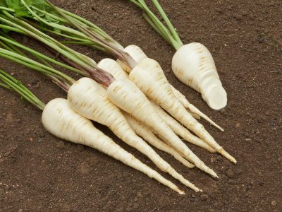 palsternacka Halblange Weiße