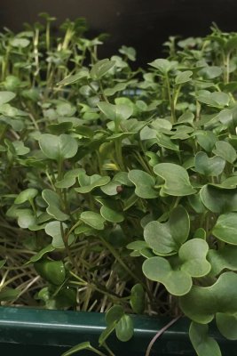 broccoli för spirning