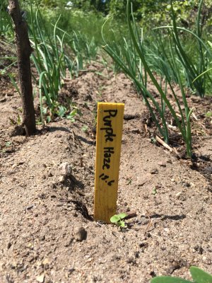 Sticketiketter av trä