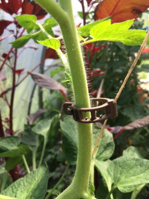 Bioclips (Bindklämma) i bioplast, 50-pack