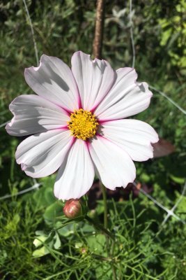 blush pink rosenskära