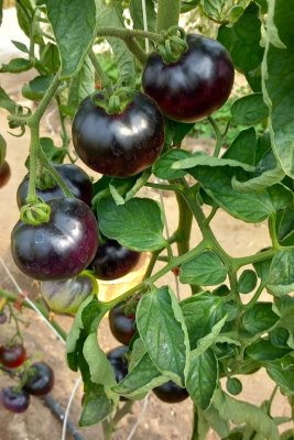 Tomat indigo apple