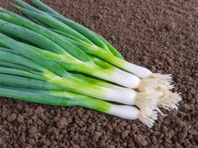 Ischikrona salladslök