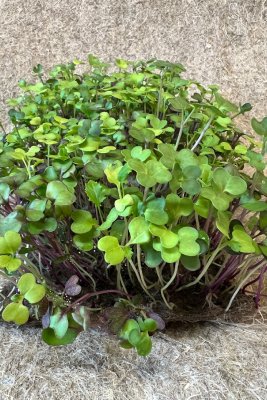 Kålmix för spirning