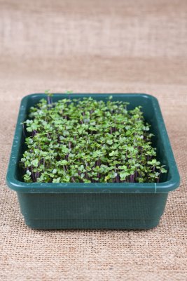 Kålrabbi för spirning