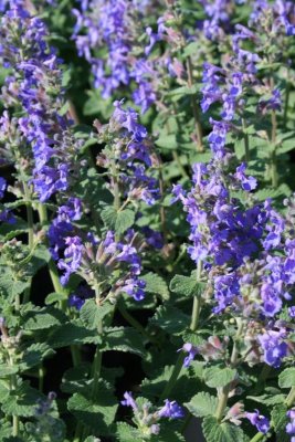 Kantnepeta