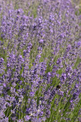 Lavendel, ekologiskt frö