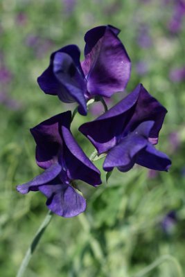 Luktärt Lord Nelson