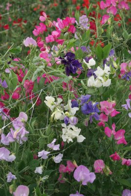 luktärt Mammoth mix