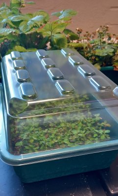 Transparent huv för kort drivning