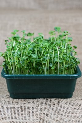 Mellan såask för bredsådd