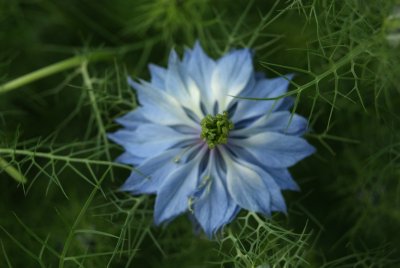 jungfrun i det gröna