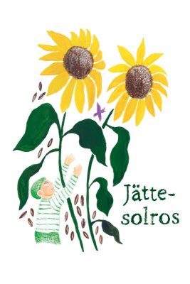 Odla jättesolros tillsammans