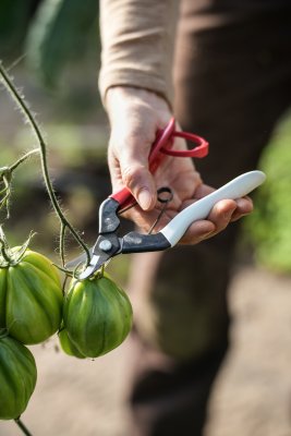 Fruktsekatör Okatsune 301