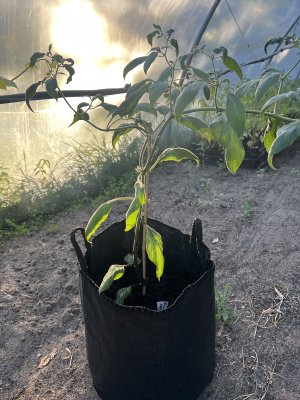 Plantsäck