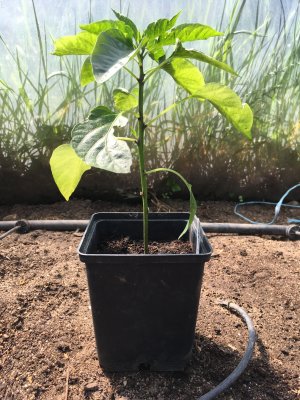 Fyrkantskruka 11cm, 15-pack