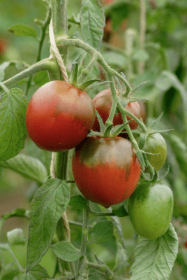Paul Robson tomat