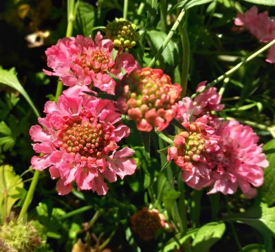 praktvädd salmon queen