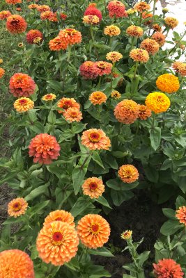 QUEENY LIME ORANGE zinnia