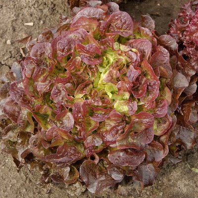Red salad bowl